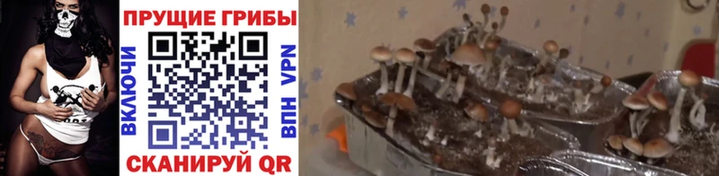 Галлюциногенные грибы мицелий  Малаховка 